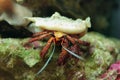 Tropical red crab