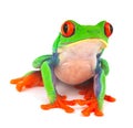 tropical red eye tree frog exotic animal Royalty Free Stock Photo