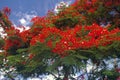Tropical red flame tree branch leaves flower