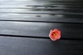 Zen nature, flower on black wood deck