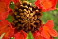 Tropical red flower