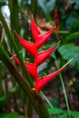 Tropical red flower of Heliconia