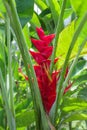 Tropical red flower of Heliconia