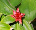 Tropical red flower Save Comp