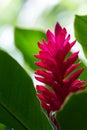 Tropical red ginger bloom Royalty Free Stock Photo