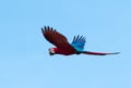 Tropical Red and Green Macaw in flight in bright sunlight Royalty Free Stock Photo