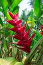 Tropical red flower of Heliconia