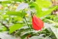 Tropical red hibiscus flower at senescent stage in Vietnamese garden fence