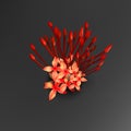 Tropical red ixora flowers on black background