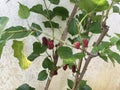 Tropical red mulberry fruits Royalty Free Stock Photo