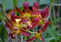 Tropical red natural blooming Asian orchid flower