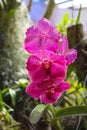 Tropical red natural blooming Asian orchid flower in Royal Botanical Gardens Peradeniya, Kandy, Sri Lanka Royalty Free Stock Photo