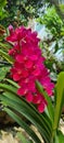 Tropical Red Orchid Tumbuh Subur