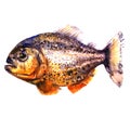 Tropical red piranha, predatory fish, side view, pirahna, isolated, watercolor illustration on white