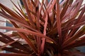 Tropical Red Plant In A Pot