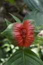 Psychotria poeppigiana flower