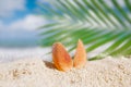 Tropical seashell sea shell with ocean , beach and seascape Royalty Free Stock Photo