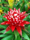 A tropical red and white Bromelia flower Royalty Free Stock Photo