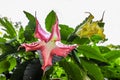 A tropical red and a yellow Angels Trumpet or Devils Trump flower blooming against a white background with room for copy