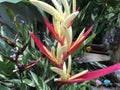 Tropical red and yellow bird of paradise Royalty Free Stock Photo