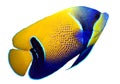 Tropical reef fish Royalty Free Stock Photo