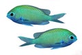 Tropical reef fish Royalty Free Stock Photo