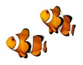 Tropical reef fish