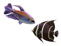 Tropical reef fish