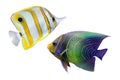 Tropical reef fish Royalty Free Stock Photo