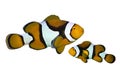 Tropical reef fish amphiprion