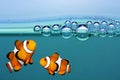 Tropical reef fish - Clownfish.