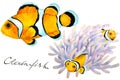 Tropical reef fish Clownfish and anemone, hand drawn watercolor illustration