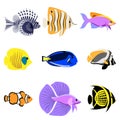 Tropical reef fish collection