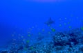 Tropical Reef with Fish and Hammerhead Shark