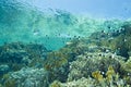 A tropical reef scene in shallow water. Royalty Free Stock Photo