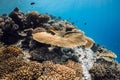 Tropical reef underwater in blue sea. Coral reef with fishes in the Maldives Royalty Free Stock Photo