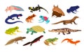 Tropical reptiles. Exotic animals, jungle wildlife or terrarium inhabitant, different types amphibians, toads, turtles