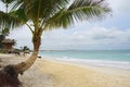Tropical resort - Careibas Royalty Free Stock Photo