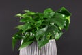 Tropical `Rhaphidophora Tetrasperma` house plant on black background, mistakenly also called `Mini Monstera`