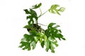 Tropical `Rhaphidophora Tetrasperma` house plant with small leaves with holes, also called `Monstera Minima` or `Piccolo`