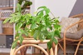 Tropical `Rhaphidophora Tetrasperma` houseplant in flower pot on table