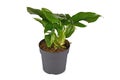 Tropical `Rhaphidophora Tetrasperma` houseplant with leaves with holes, also called `Monstera Minima` in pot