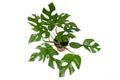 Tropical `Rhaphidophora Tetrasperma` houseplant with small leaves with holes, also called `Monstera Minima` or `Piccolo`