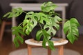 Tropical `Rhaphidophora Tetrasperma` houseplant with small leaves with holes on coffee table