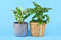Tropical `Rhaphidophora Tetrasperma` and `Monstera Adansonii` houseplants in flower pots