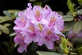 Tropical rhododendron flovers