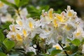 Tropical rhododendron flovers