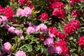 Tropical rhododendron flovers