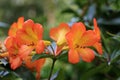 Tropical Rhododendron flowers