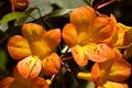 Tropical Rhododendron simbu sunset